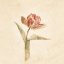 Picture of FLAMING PARROT TULIP ON WHITE CROP