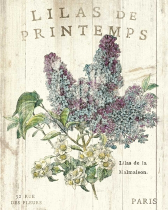 Picture of LILAS DE PRINTEMPS