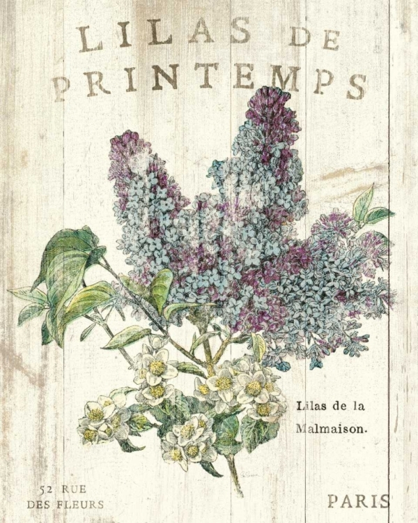 Picture of LILAS DE PRINTEMPS