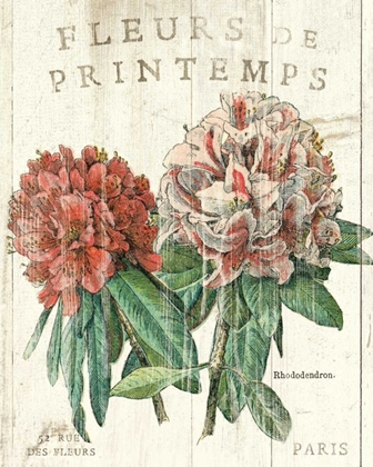 Picture of FLEUR DE PRINTEMPS