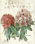 Picture of FLEUR DE PRINTEMPS