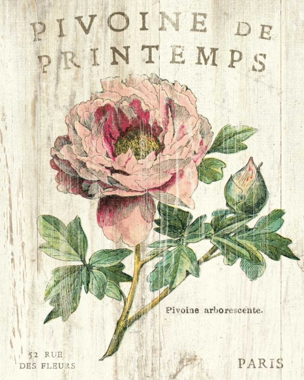 Picture of PIVOINE DE PRINTEMPS