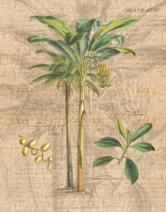 Picture of PALM STUDY I