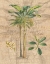 Picture of PALM STUDY I
