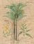 Picture of PALM STUDY II