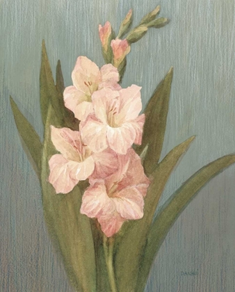 Picture of AUGUST GLADIOLA