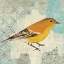 Picture of PINE WARBLER