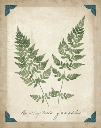 Picture of VINTAGE FERNS VII