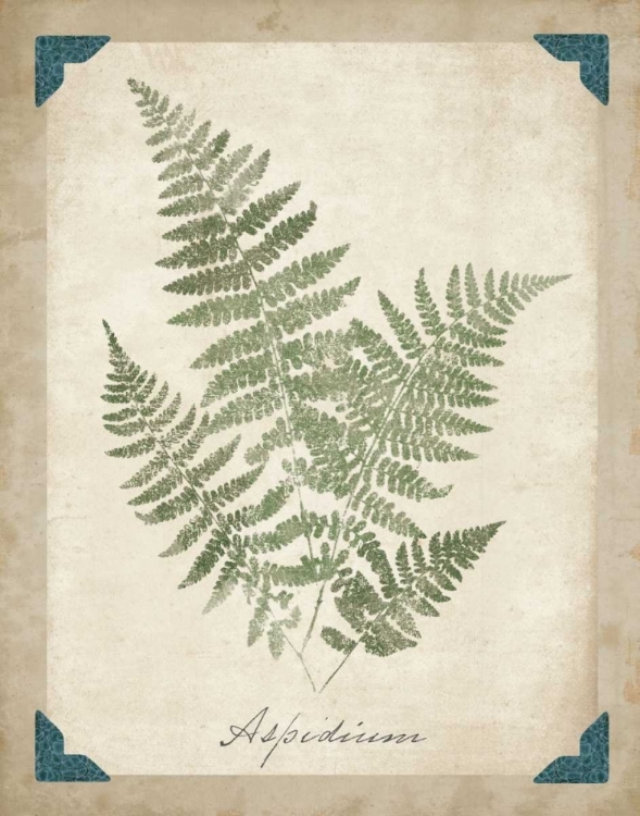 Picture of VINTAGE FERNS IX