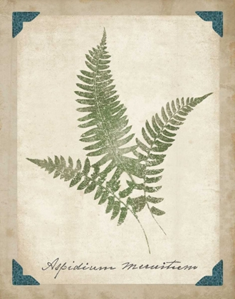 Picture of VINTAGE FERNS X