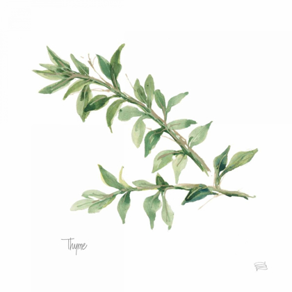 Picture of THYME V2