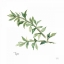 Picture of THYME V2