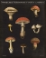 Picture of MUSHROOM CHART II