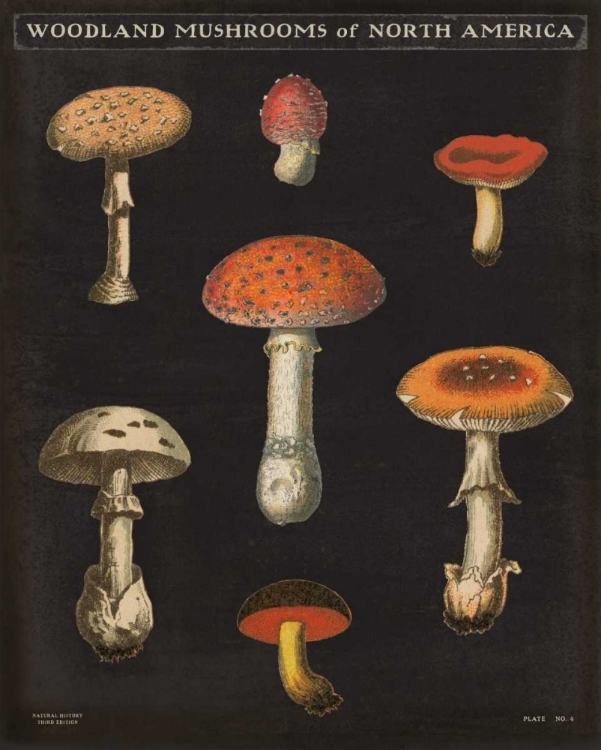 Picture of MUSHROOM CHART III