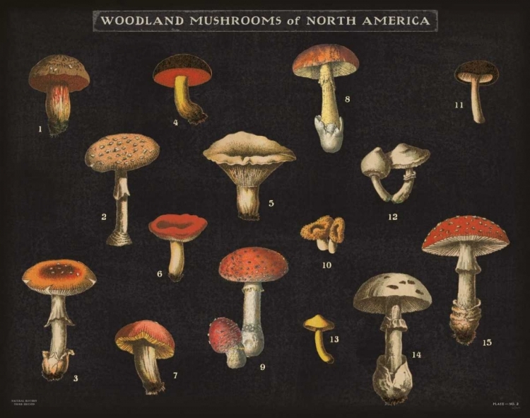 Picture of MUSHROOM CHART I