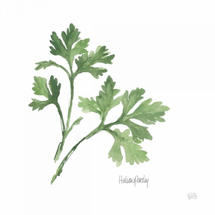 Picture of ITALIAN PARSLEY V2