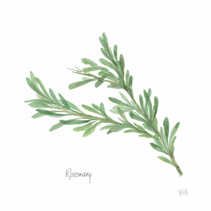 Picture of ROSEMARY V2