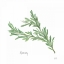 Picture of ROSEMARY V2