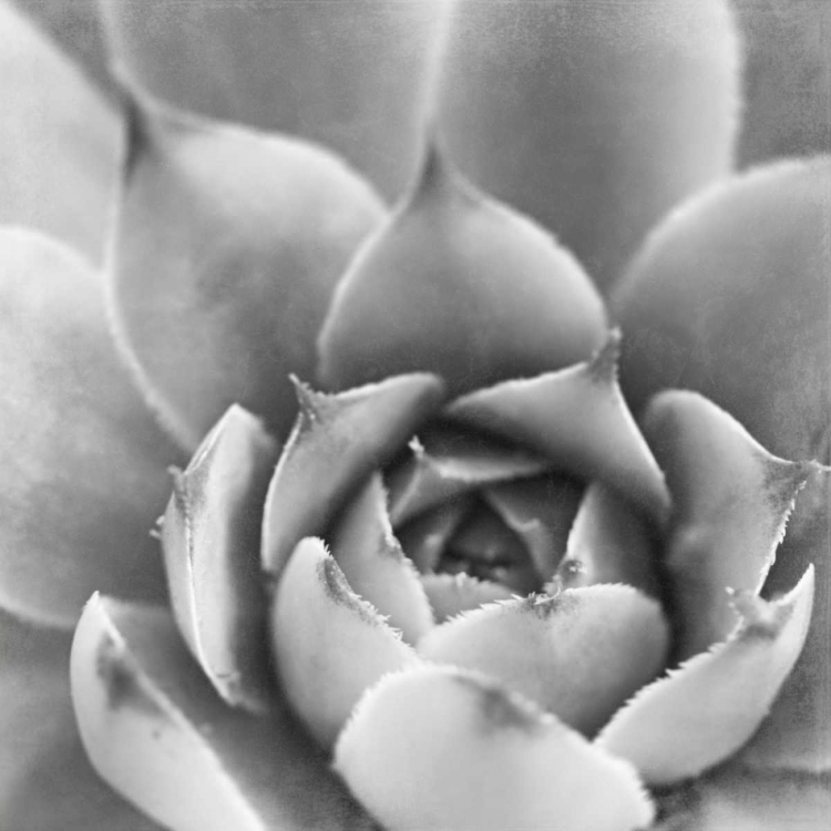 Picture of GARDEN SUCCULENT III