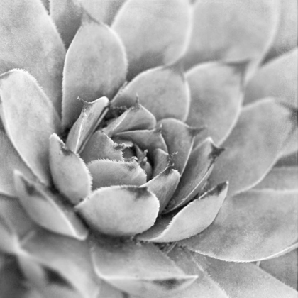 Picture of GARDEN SUCCULENT IV