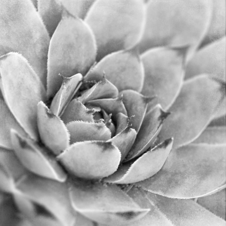 Picture of GARDEN SUCCULENT IV