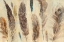 Picture of FEATHER STUDY