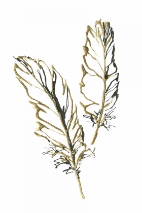 Picture of GILDED BARN OWL FEATHER