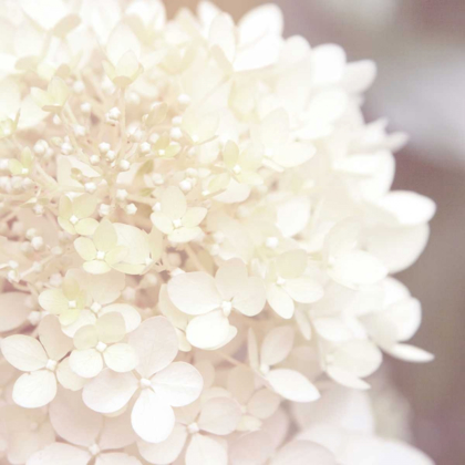 Picture of HYDRANGEA DREAM I