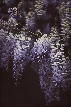 Picture of WISTERIA CASCADE II