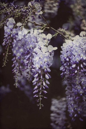 Picture of WISTERIA CASCADE I