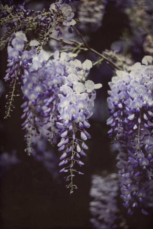 Picture of WISTERIA CASCADE I