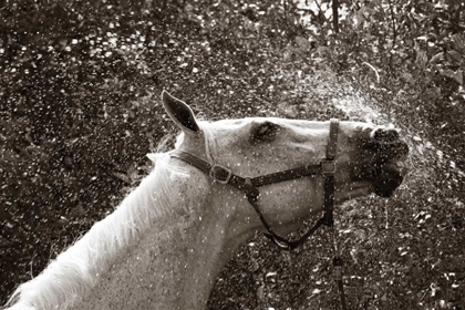 Picture of AFTER A SHOWER