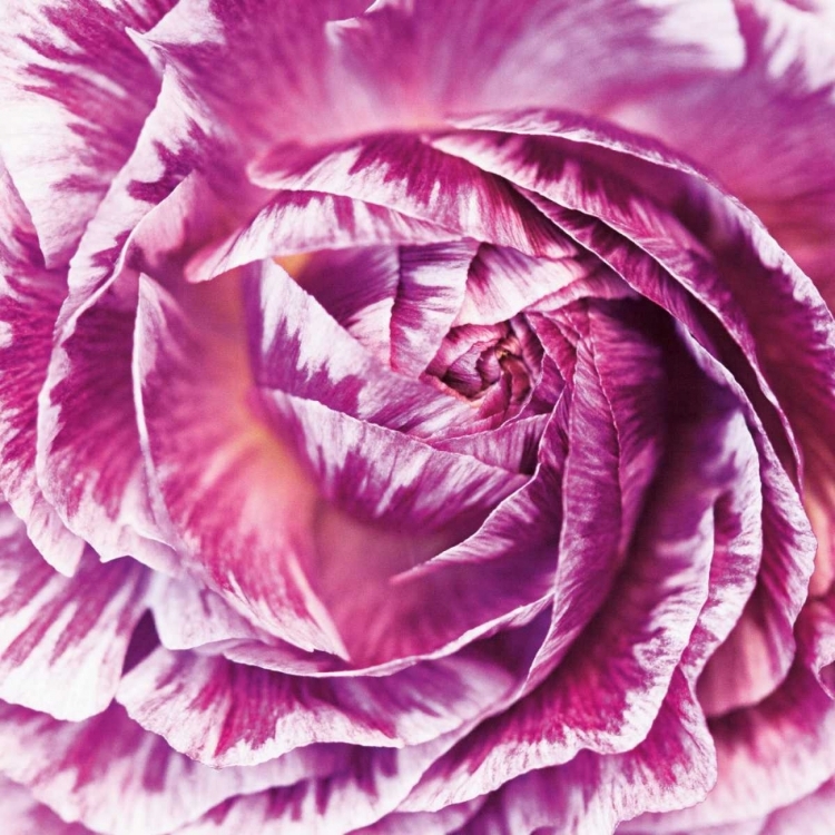 Picture of RANUNCULUS ABSTRACT IV COLOR