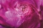 Picture of RANUNCULUS ABSTRACT V COLOR