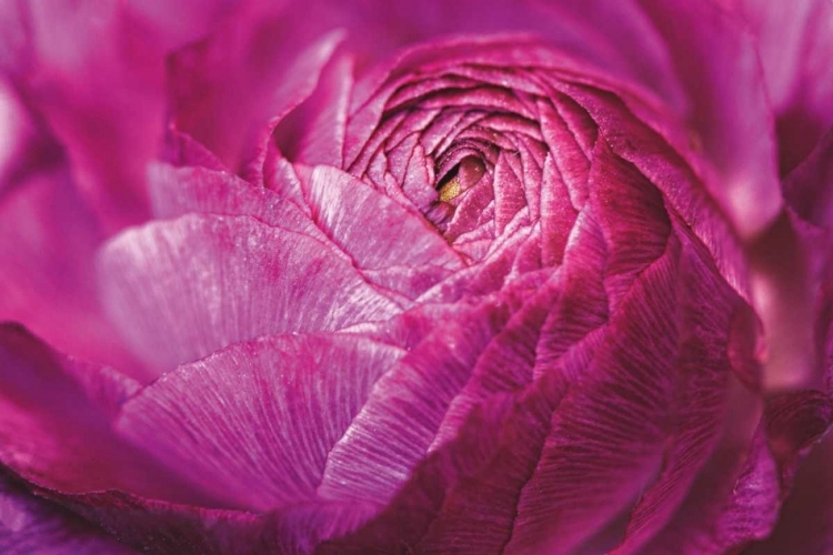 Picture of RANUNCULUS ABSTRACT V COLOR