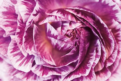 Picture of RANUNCULUS ABSTRACT VI COLOR