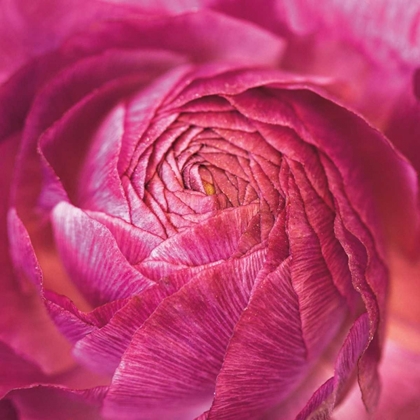 Picture of RANUNCULUS ABSTRACT II COLOR