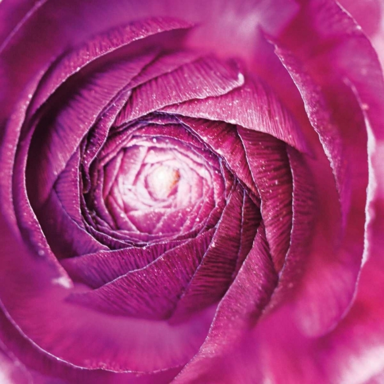 Picture of RANUNCULUS ABSTRACT I COLOR