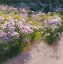 Picture of BUCKHORN ASTER SHOW