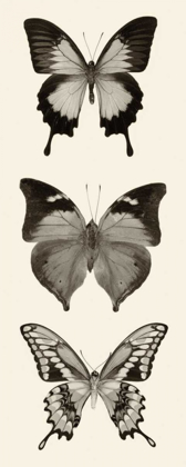 Picture of BUTTERFLY BW PANEL I