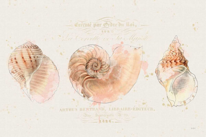Picture of SHELL COLLECTOR I