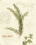 Picture of AROMANTIQUE II