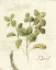 Picture of AROMANTIQUE III