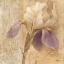 Picture of BROCADE IRIS - WAG