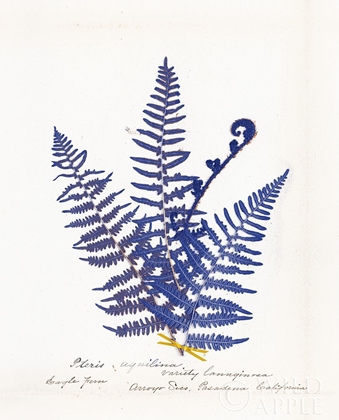 Picture of BOTANICAL FERN IV BLUE LIGHT