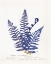Picture of BOTANICAL FERN IV BLUE LIGHT