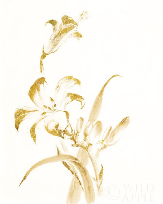 Picture of SUMI DAYLILY II GOLD
