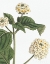 Picture of BOTANIQUE BLEU I ON WHITE NO WORDS