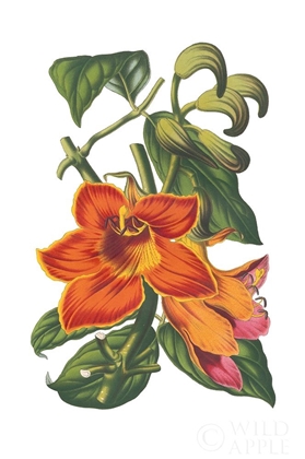 Picture of ANTIQUE BOTANICAL XVIII