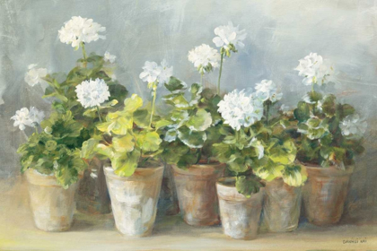 Picture of WHITE GERANIUMS